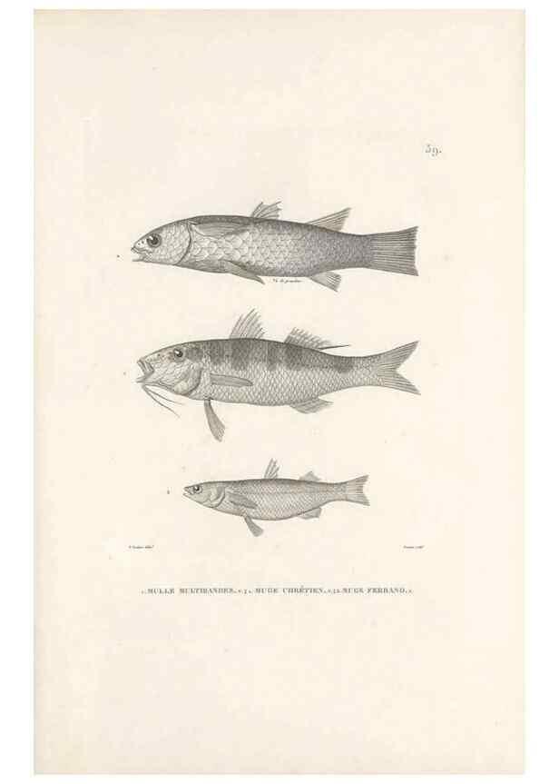 Reproducción/Reproduction 49814208836: Voyage autour du monde, entrepris par ordre du roi.. Paris,Chez Pillet aîné,1824-1844.. 