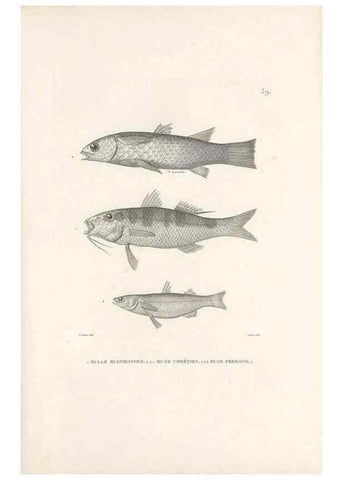 Reproducción/Reproduction 49814208836: Voyage autour du monde, entrepris par ordre du roi.. Paris,Chez Pillet aîné,1824-1844.. 