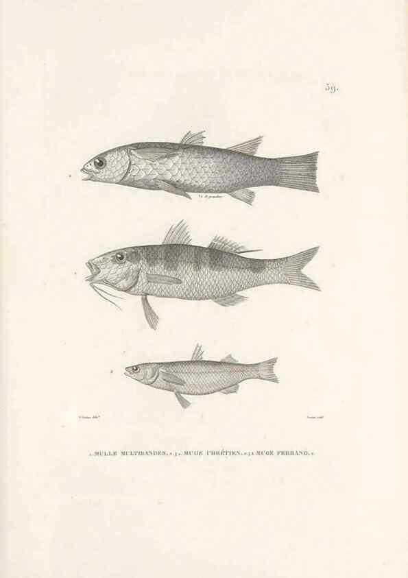 Reproducción/Reproduction 49814208836: Voyage autour du monde, entrepris par ordre du roi.. Paris,Chez Pillet aîné,1824-1844.. 