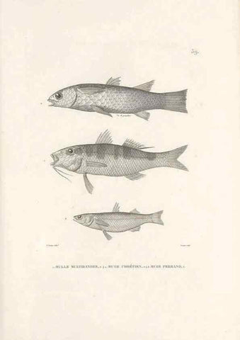 Reproducción/Reproduction 49814208836: Voyage autour du monde, entrepris par ordre du roi.. Paris,Chez Pillet aîné,1824-1844.. 