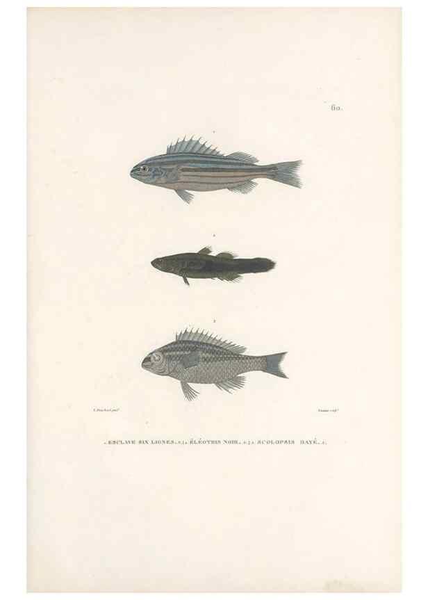 Reproducción/Reproduction 49813671338: Voyage autour du monde, entrepris par ordre du roi.. Paris,Chez Pillet aîné,1824-1844.. 