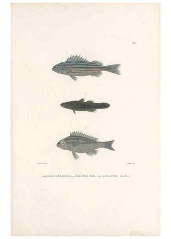 Reproducción/Reproduction 49813671338: Voyage autour du monde, entrepris par ordre du roi.. Paris,Chez Pillet aîné,1824-1844.. 