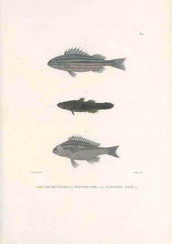 Reproducción/Reproduction 49813671338: Voyage autour du monde, entrepris par ordre du roi.. Paris,Chez Pillet aîné,1824-1844.. 
