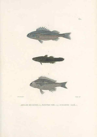 Reproducción/Reproduction 49813671338: Voyage autour du monde, entrepris par ordre du roi.. Paris,Chez Pillet aîné,1824-1844.. 