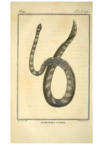 Reproducción/Reproduction 49814523382: Histoire naturelle, générale et particulière, des reptiles. A Paris :De l'Imprimerie de F. Dufart,an X-XI [1802-1803]. 