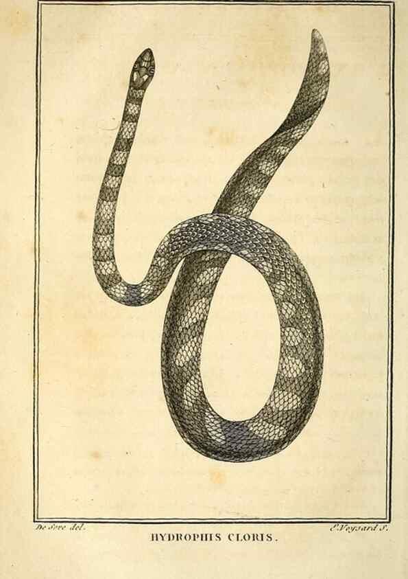 Reproducción/Reproduction 49814523382: Histoire naturelle, générale et particulière, des reptiles. A Paris :De l'Imprimerie de F. Dufart,an X-XI [1802-1803]. 