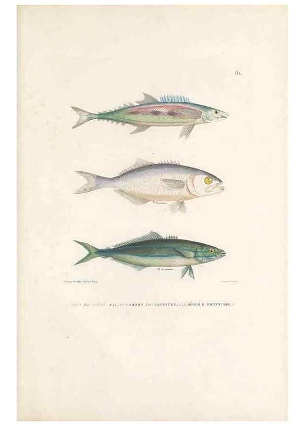 Reproducción/Reproduction 49814518987: Voyage autour du monde, entrepris par ordre du roi.. Paris,Chez Pillet aîné,1824-1844.. 