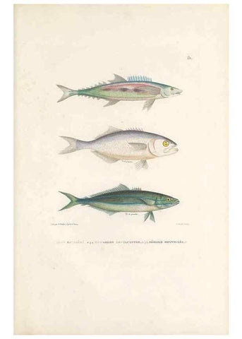Reproducción/Reproduction 49814518987: Voyage autour du monde, entrepris par ordre du roi.. Paris,Chez Pillet aîné,1824-1844.. 
