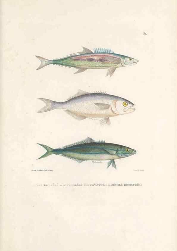 Reproducción/Reproduction 49814518987: Voyage autour du monde, entrepris par ordre du roi.. Paris,Chez Pillet aîné,1824-1844.. 