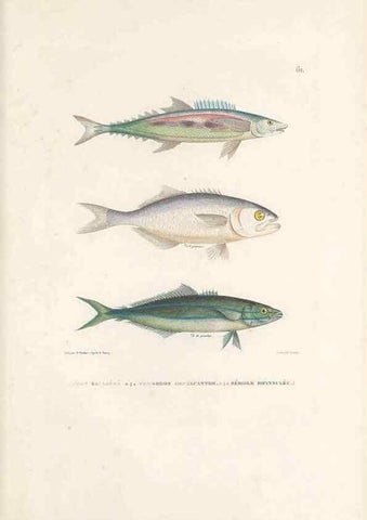 Reproducción/Reproduction 49814518987: Voyage autour du monde, entrepris par ordre du roi.. Paris,Chez Pillet aîné,1824-1844.. 