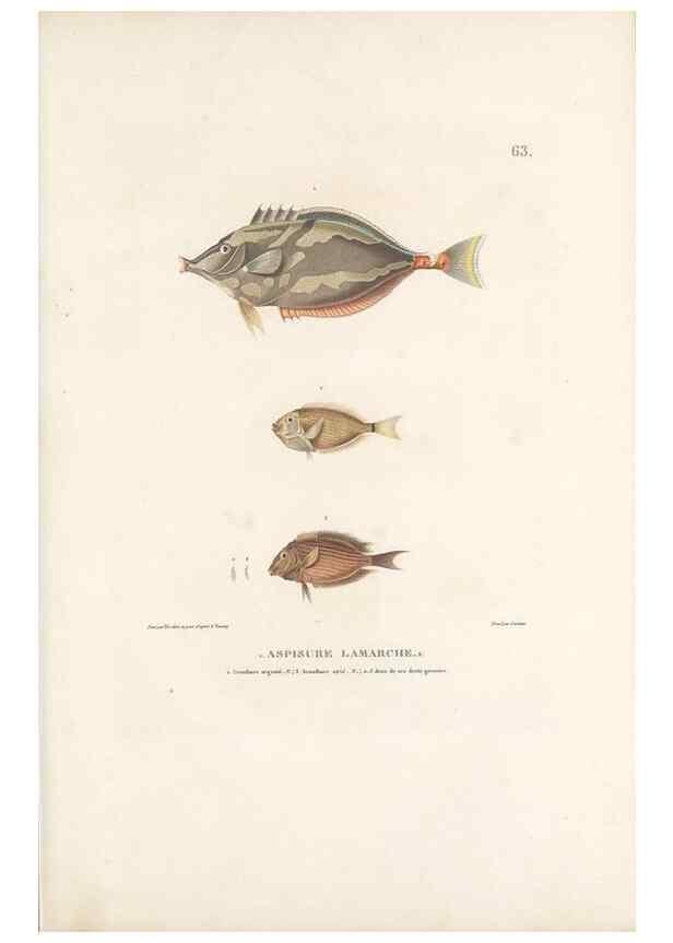 Reproducción/Reproduction 49814519437: Voyage autour du monde, entrepris par ordre du roi.. Paris,Chez Pillet aîné,1824-1844.. 