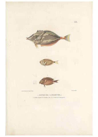 Reproducción/Reproduction 49814519437: Voyage autour du monde, entrepris par ordre du roi.. Paris,Chez Pillet aîné,1824-1844.. 