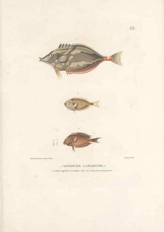 Reproducción/Reproduction 49814519437: Voyage autour du monde, entrepris par ordre du roi.. Paris,Chez Pillet aîné,1824-1844.. 