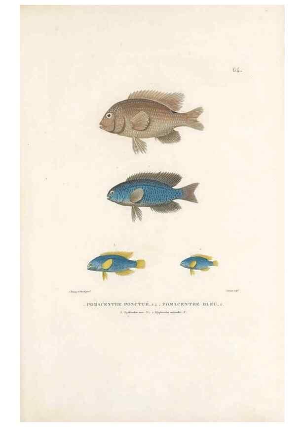 Reproducción/Reproduction 49813672208: Voyage autour du monde, entrepris par ordre du roi.. Paris,Chez Pillet aîné,1824-1844.. 