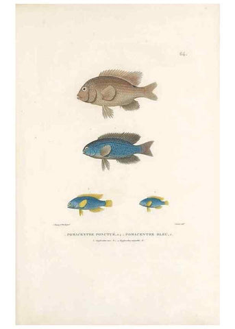 Reproducción/Reproduction 49813672208: Voyage autour du monde, entrepris par ordre du roi.. Paris,Chez Pillet aîné,1824-1844.. 