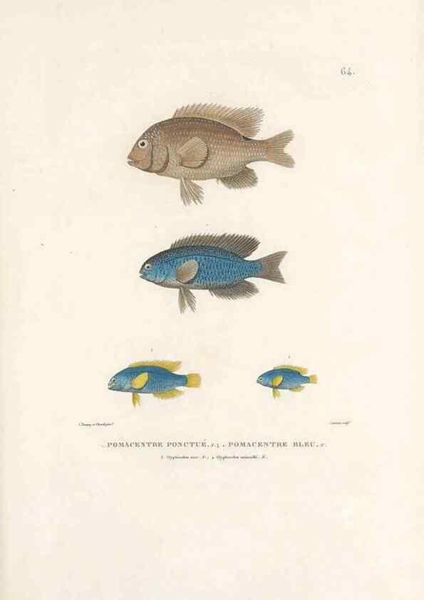 Reproducción/Reproduction 49813672208: Voyage autour du monde, entrepris par ordre du roi.. Paris,Chez Pillet aîné,1824-1844.. 