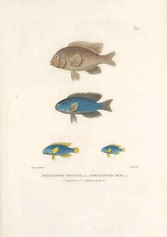 Reproducción/Reproduction 49813672208: Voyage autour du monde, entrepris par ordre du roi.. Paris,Chez Pillet aîné,1824-1844.. 