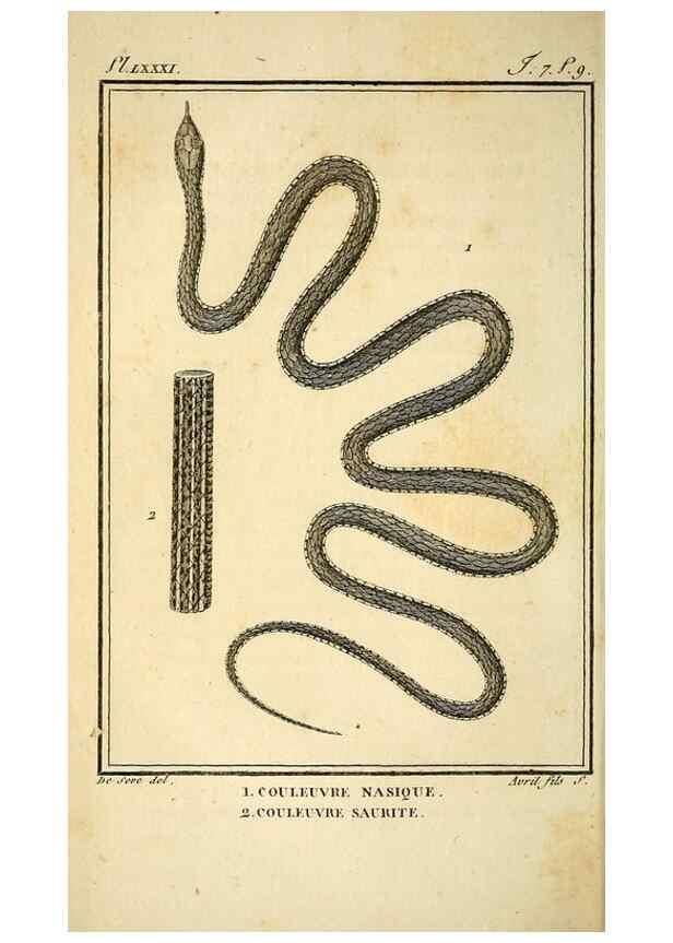 Reproducción/Reproduction 49814210091: Histoire naturelle, générale et particulière, des reptiles. A Paris :De l'Imprimerie de F. Dufart,an X-XI [1802-1803]. 