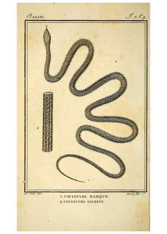 Reproducción/Reproduction 49814210091: Histoire naturelle, générale et particulière, des reptiles. A Paris :De l'Imprimerie de F. Dufart,an X-XI [1802-1803]. 