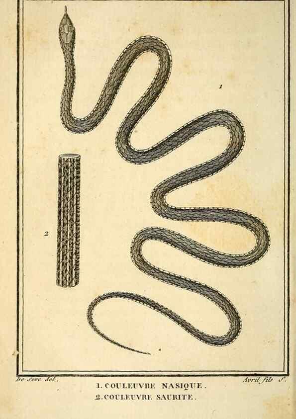 Reproducción/Reproduction 49814210091: Histoire naturelle, générale et particulière, des reptiles. A Paris :De l'Imprimerie de F. Dufart,an X-XI [1802-1803]. 