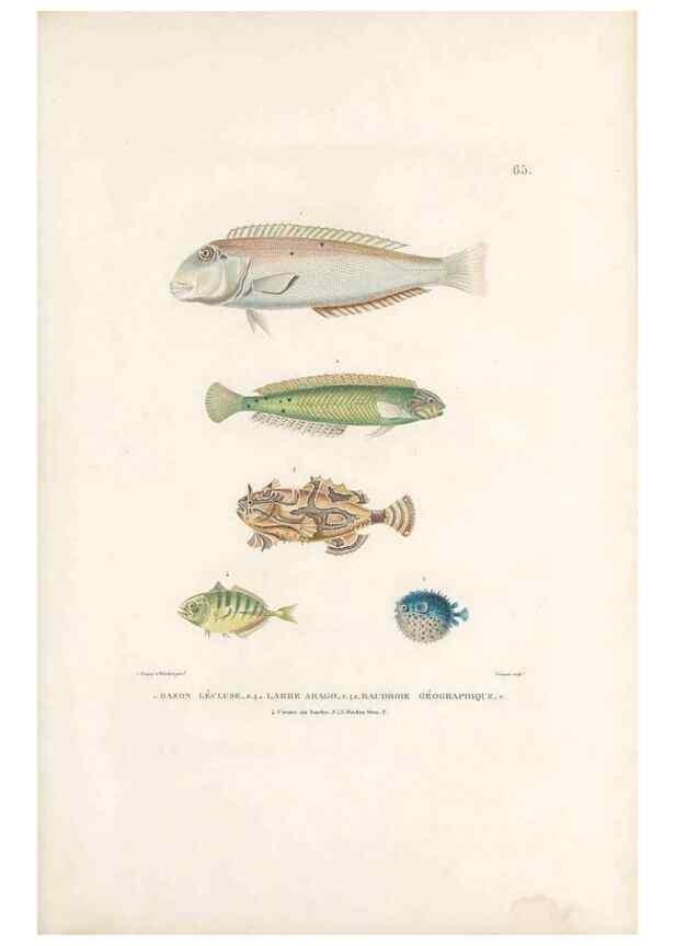 Reproducción/Reproduction 49813672608: Voyage autour du monde, entrepris par ordre du roi.. Paris,Chez Pillet aîné,1824-1844.. 