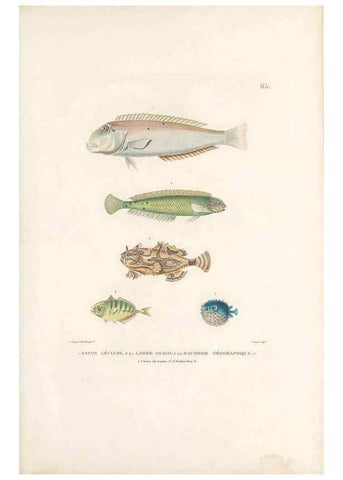 Reproducción/Reproduction 49813672608: Voyage autour du monde, entrepris par ordre du roi.. Paris,Chez Pillet aîné,1824-1844.. 