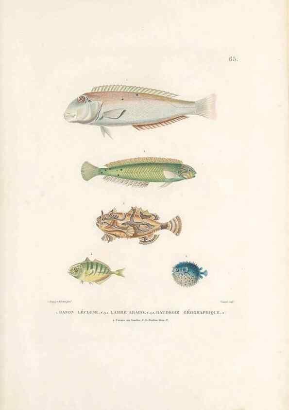 Reproducción/Reproduction 49813672608: Voyage autour du monde, entrepris par ordre du roi.. Paris,Chez Pillet aîné,1824-1844.. 