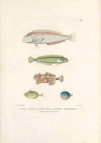 Reproducción/Reproduction 49813672608: Voyage autour du monde, entrepris par ordre du roi.. Paris,Chez Pillet aîné,1824-1844.. 