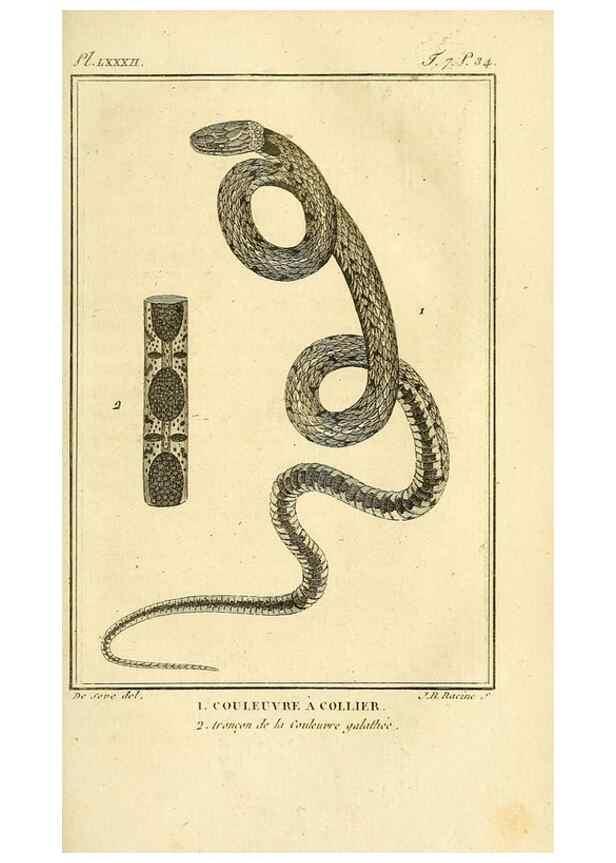 Reproducción/Reproduction 49814520022: Histoire naturelle, générale et particulière, des reptiles. A Paris :De l'Imprimerie de F. Dufart,an X-XI [1802-1803]. 
