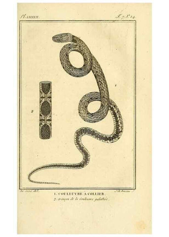 Reproducción/Reproduction 49814520022: Histoire naturelle, générale et particulière, des reptiles. A Paris :De l'Imprimerie de F. Dufart,an X-XI [1802-1803]. 