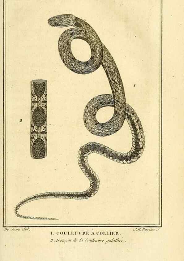 Reproducción/Reproduction 49814520022: Histoire naturelle, générale et particulière, des reptiles. A Paris :De l'Imprimerie de F. Dufart,an X-XI [1802-1803]. 