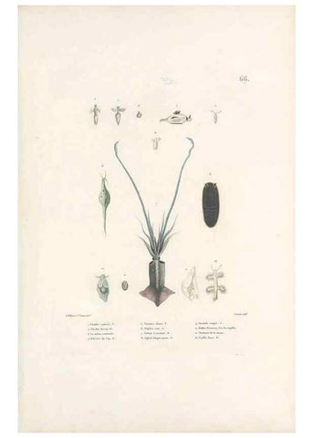 Reproducción/Reproduction 49813672833: Voyage autour du monde, entrepris par ordre du roi.. Paris,Chez Pillet aîné,1824-1844.. 