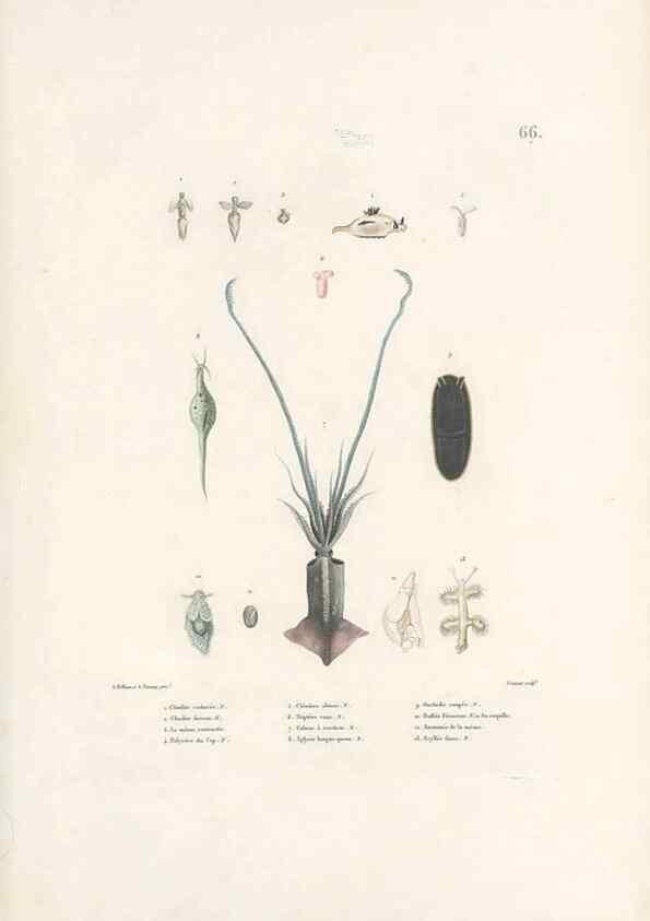 Reproducción/Reproduction 49813672833: Voyage autour du monde, entrepris par ordre du roi.. Paris,Chez Pillet aîné,1824-1844.. 