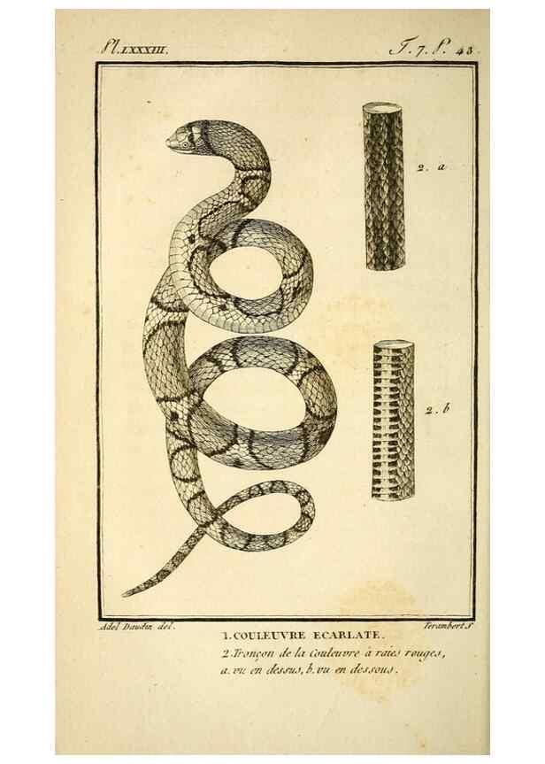 Reproducción/Reproduction 49814210776: Histoire naturelle, générale et particulière, des reptiles. A Paris :De l'Imprimerie de F. Dufart,an X-XI [1802-1803]. 