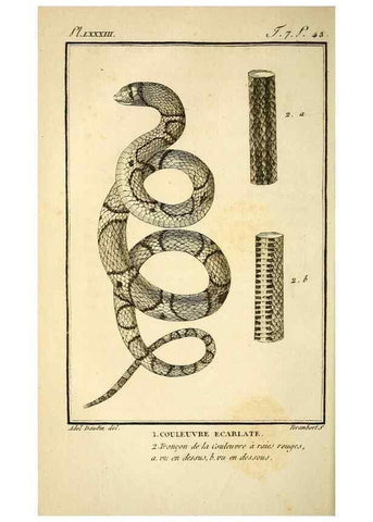 Reproducción/Reproduction 49814210776: Histoire naturelle, générale et particulière, des reptiles. A Paris :De l'Imprimerie de F. Dufart,an X-XI [1802-1803]. 