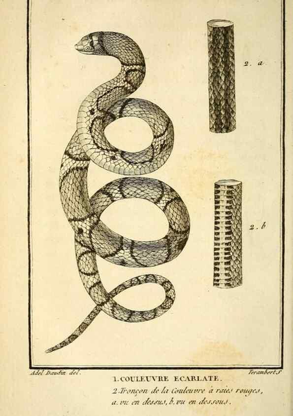 Reproducción/Reproduction 49814210776: Histoire naturelle, générale et particulière, des reptiles. A Paris :De l'Imprimerie de F. Dufart,an X-XI [1802-1803]. 