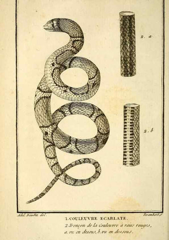 Reproducción/Reproduction 49814210776: Histoire naturelle, générale et particulière, des reptiles. A Paris :De l'Imprimerie de F. Dufart,an X-XI [1802-1803]. 