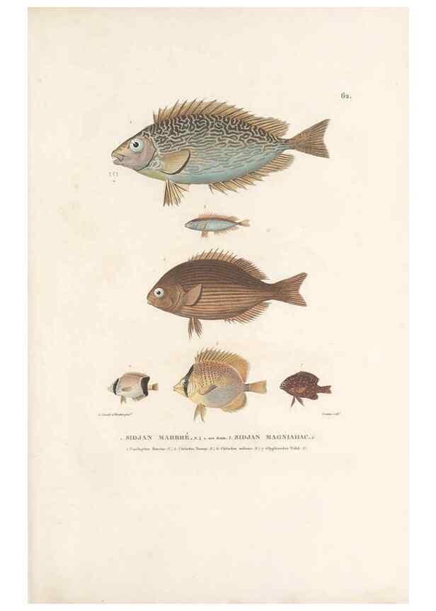 Reproducción/Reproduction 49814209576: Voyage autour du monde, entrepris par ordre du roi.. Paris,Chez Pillet aîné,1824-1844.. 