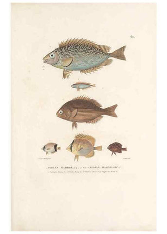 Reproducción/Reproduction 49814209576: Voyage autour du monde, entrepris par ordre du roi.. Paris,Chez Pillet aîné,1824-1844.. 