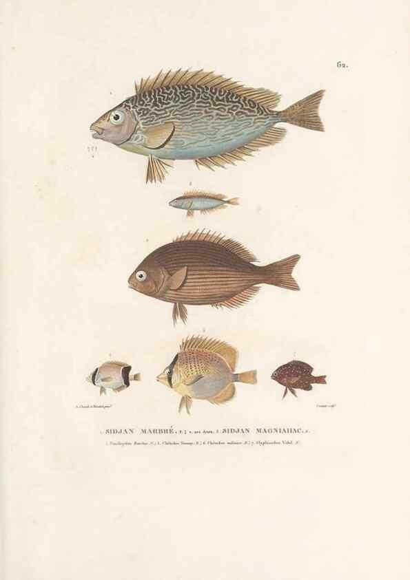 Reproducción/Reproduction 49814209576: Voyage autour du monde, entrepris par ordre du roi.. Paris,Chez Pillet aîné,1824-1844.. 