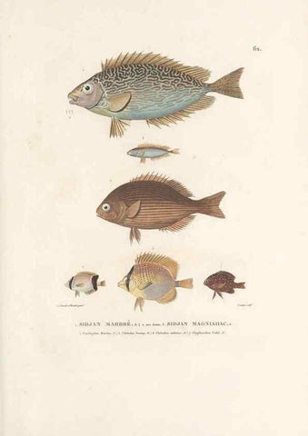 Reproducción/Reproduction 49814209576: Voyage autour du monde, entrepris par ordre du roi.. Paris,Chez Pillet aîné,1824-1844.. 