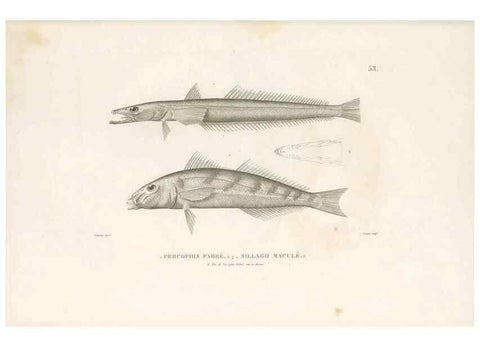 Reproducción/Reproduction 49813669608: Voyage autour du monde, entrepris par ordre du roi.. Paris,Chez Pillet aîné,1824-1844.. 