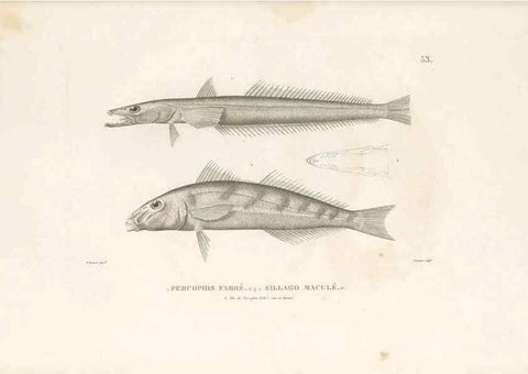 Reproducción/Reproduction 49813669608: Voyage autour du monde, entrepris par ordre du roi.. Paris,Chez Pillet aîné,1824-1844.. 