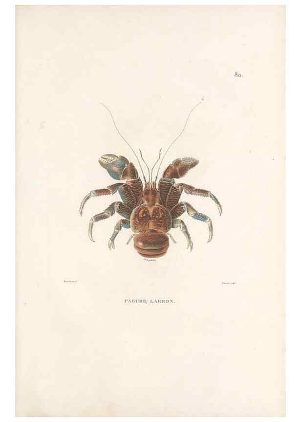 Reproducción/Reproduction 49814213786: Voyage autour du monde, entrepris par ordre du roi.. Paris,Chez Pillet aîné,1824-1844.. 