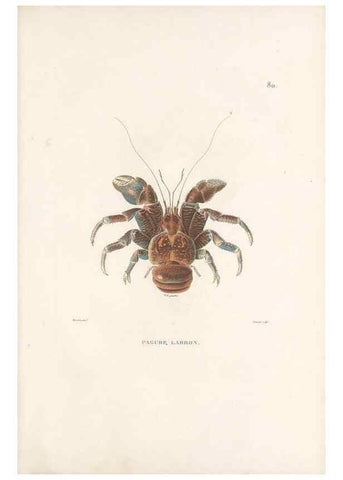 Reproducción/Reproduction 49814213786: Voyage autour du monde, entrepris par ordre du roi.. Paris,Chez Pillet aîné,1824-1844.. 