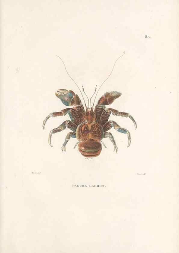 Reproducción/Reproduction 49814213786: Voyage autour du monde, entrepris par ordre du roi.. Paris,Chez Pillet aîné,1824-1844.. 