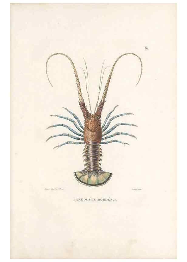 Reproducción/Reproduction 49814214046: Voyage autour du monde, entrepris par ordre du roi.. Paris,Chez Pillet aîné,1824-1844.. 