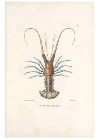 Reproducción/Reproduction 49814214046: Voyage autour du monde, entrepris par ordre du roi.. Paris,Chez Pillet aîné,1824-1844.. 