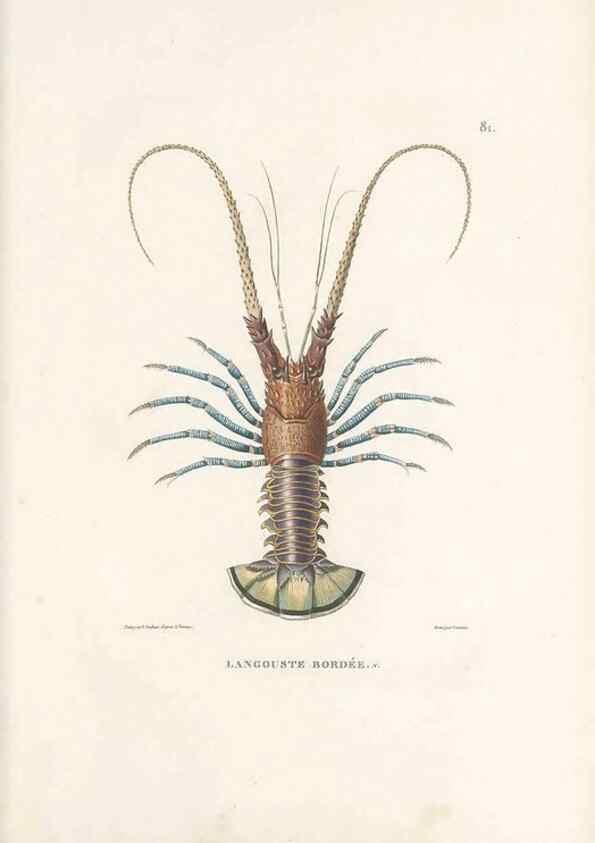 Reproducción/Reproduction 49814214046: Voyage autour du monde, entrepris par ordre du roi.. Paris,Chez Pillet aîné,1824-1844.. 
