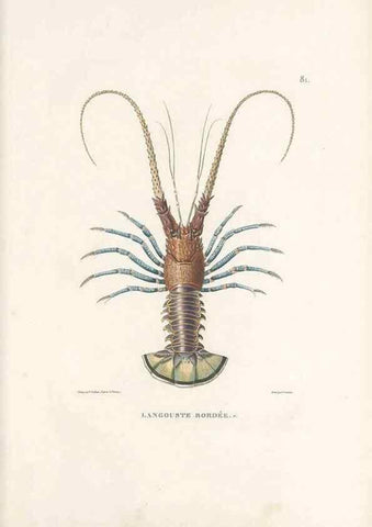 Reproducción/Reproduction 49814214046: Voyage autour du monde, entrepris par ordre du roi.. Paris,Chez Pillet aîné,1824-1844.. 